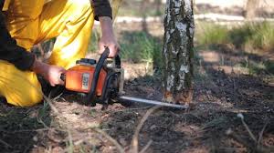 Best Stump Grinding and Removal  in Bluefield, VA