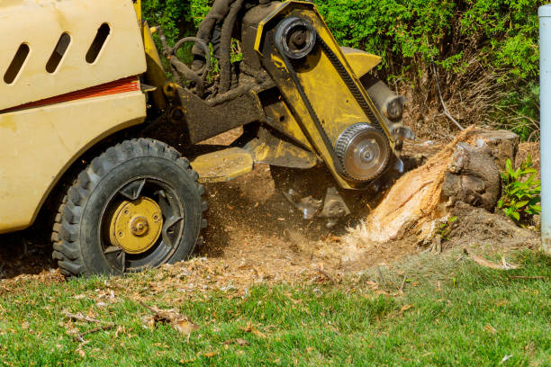 Reliable Bluefield, VA Tree Services Solutions