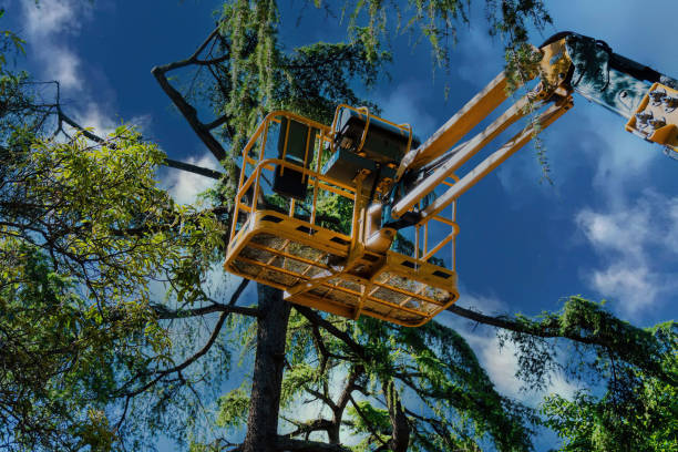 Best Tree Preservation Services  in Bluefield, VA