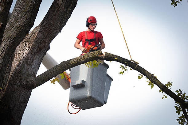 Best Tree Risk Assessment  in Bluefield, VA