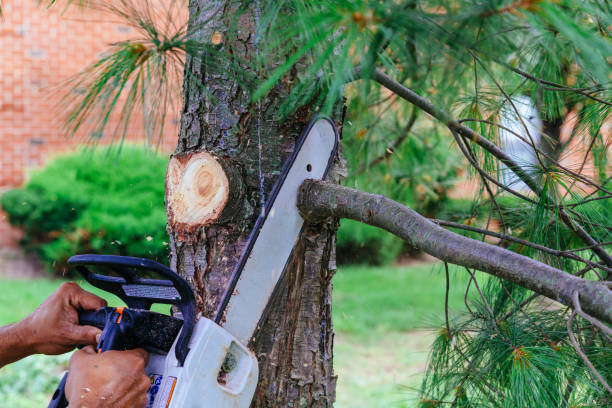 Best Tree Health Inspection  in Bluefield, VA
